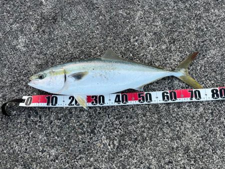 ブリ！今シーズンいちばんの高活性