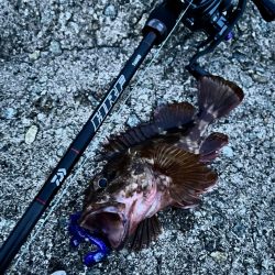 ロックフィッシュ