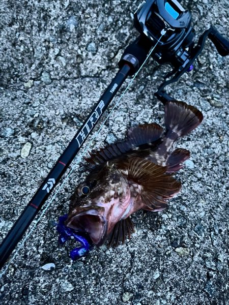 ロックフィッシュ