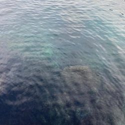 ショウジンガニー！