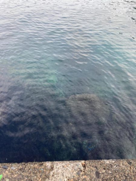 ショウジンガニー！