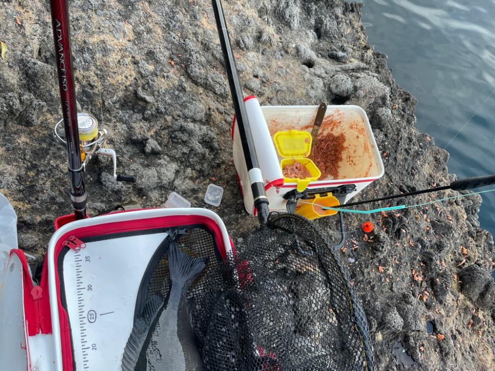 東伊豆　地磯　メジナ釣り