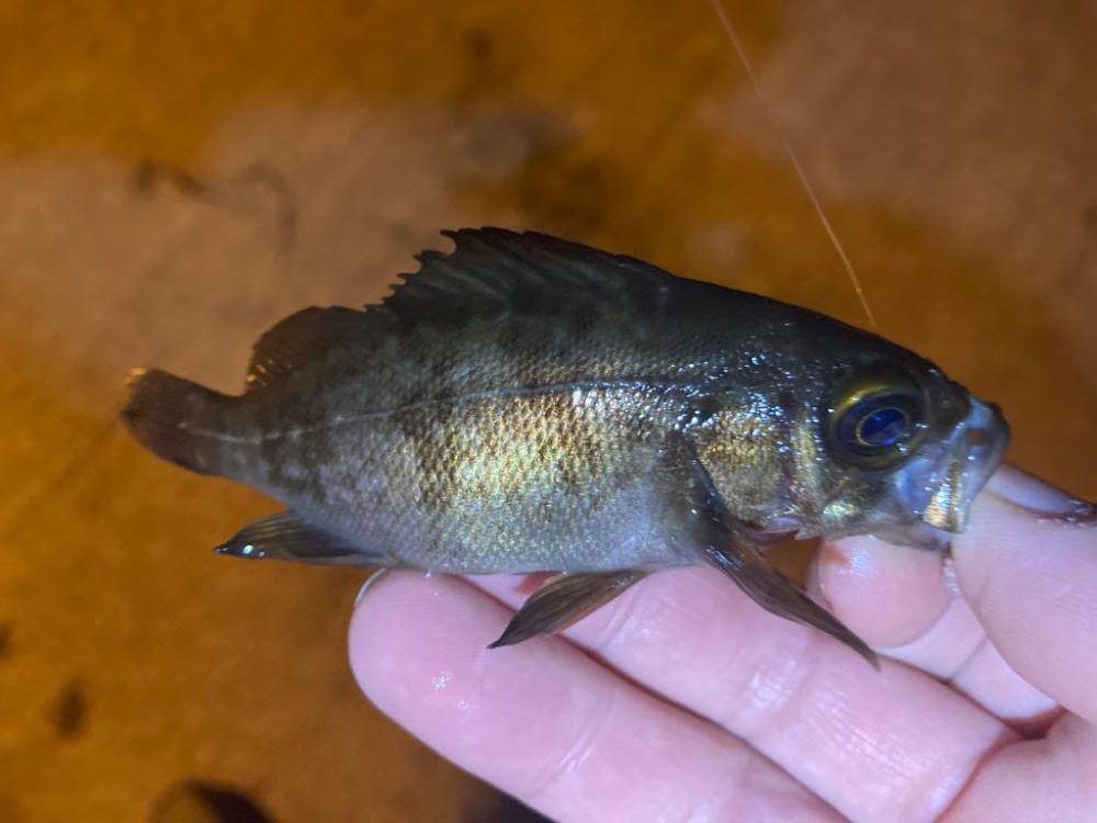 チビメバル祭り