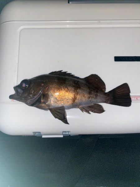 極？寒期メバリング⑦