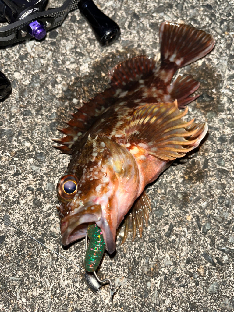 ロックフィッシュ