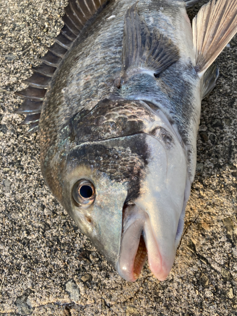 メバルのお出まし