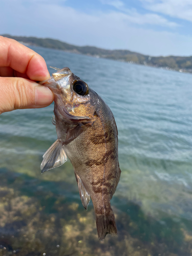 久々のメバリング