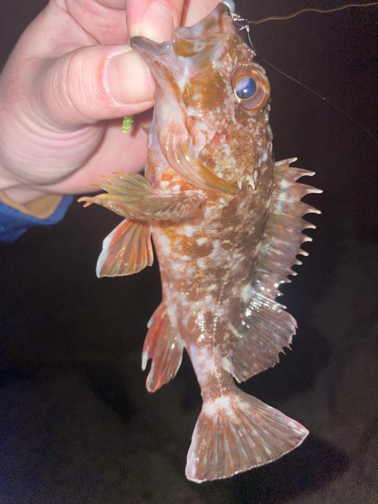 久しぶりにライトゲーム