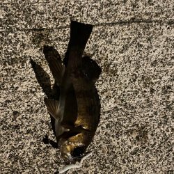 ノマセには反応無し