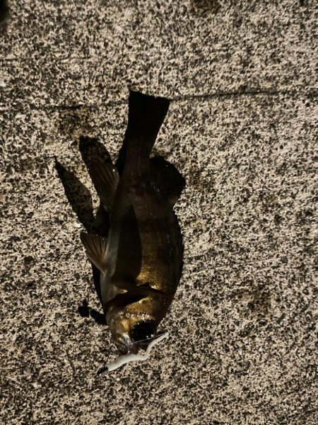 ノマセには反応無し