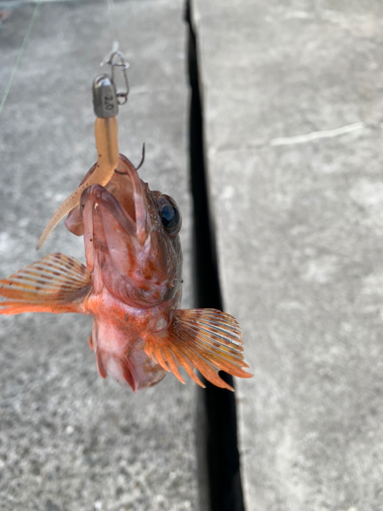 ガシラはズッ友