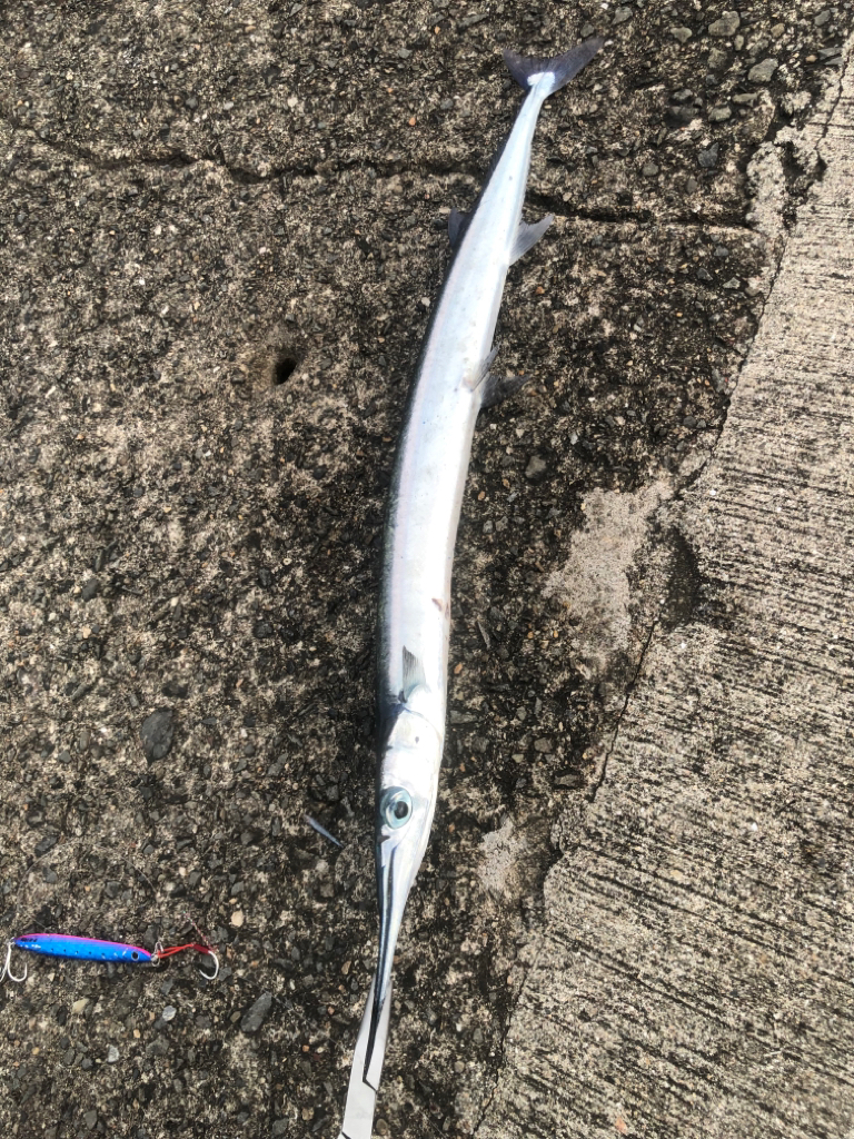 奄美釣り旅2日目