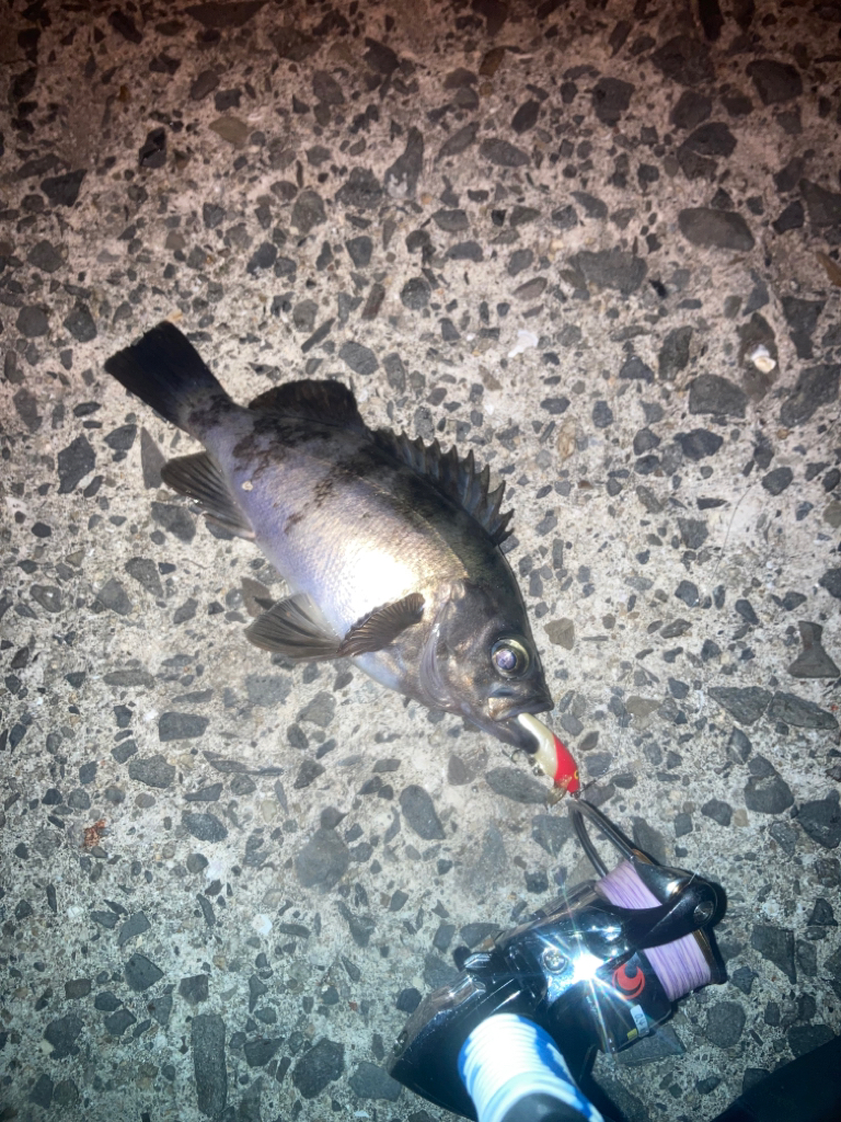 プラグでメバル