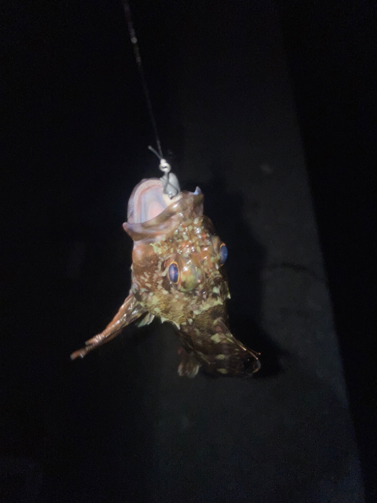 烏賊釣りの餌確保に