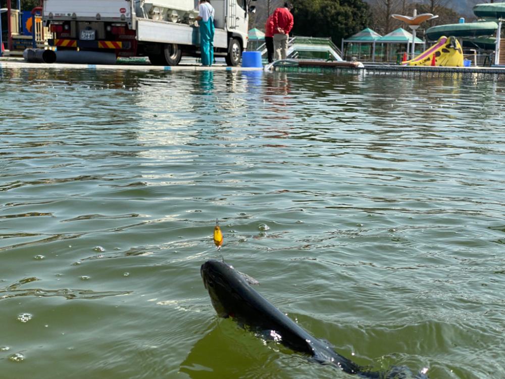放流日だよ全員集合。かめプー釣れ釣れ