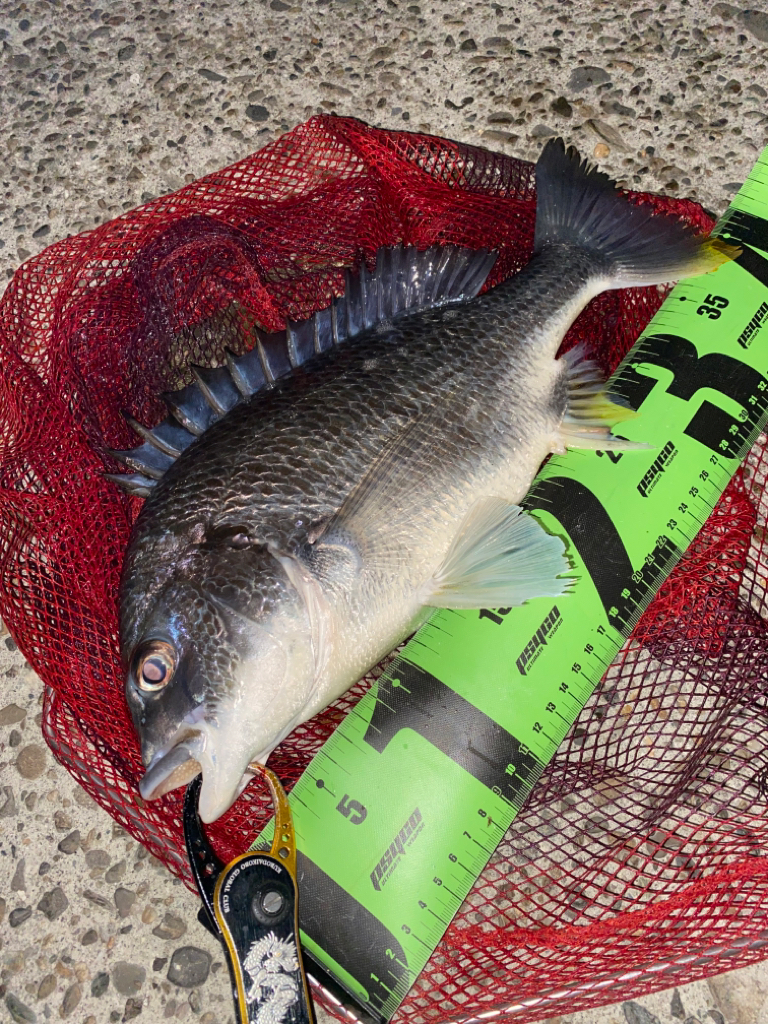 ヘチってきました