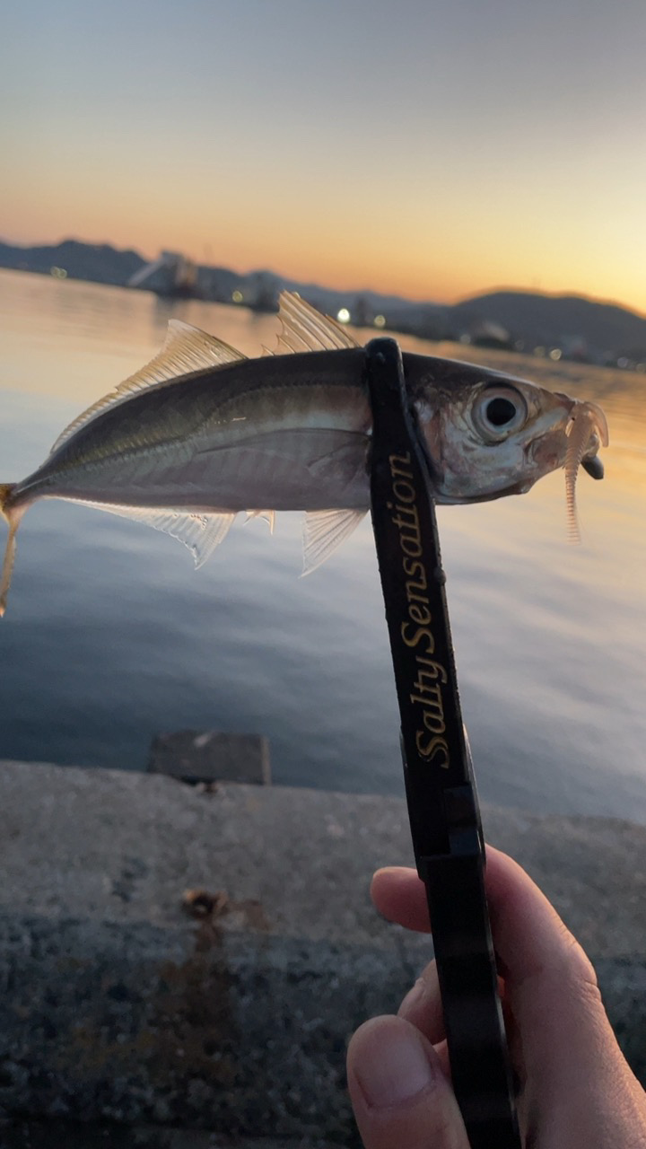 淡路島アジング♪