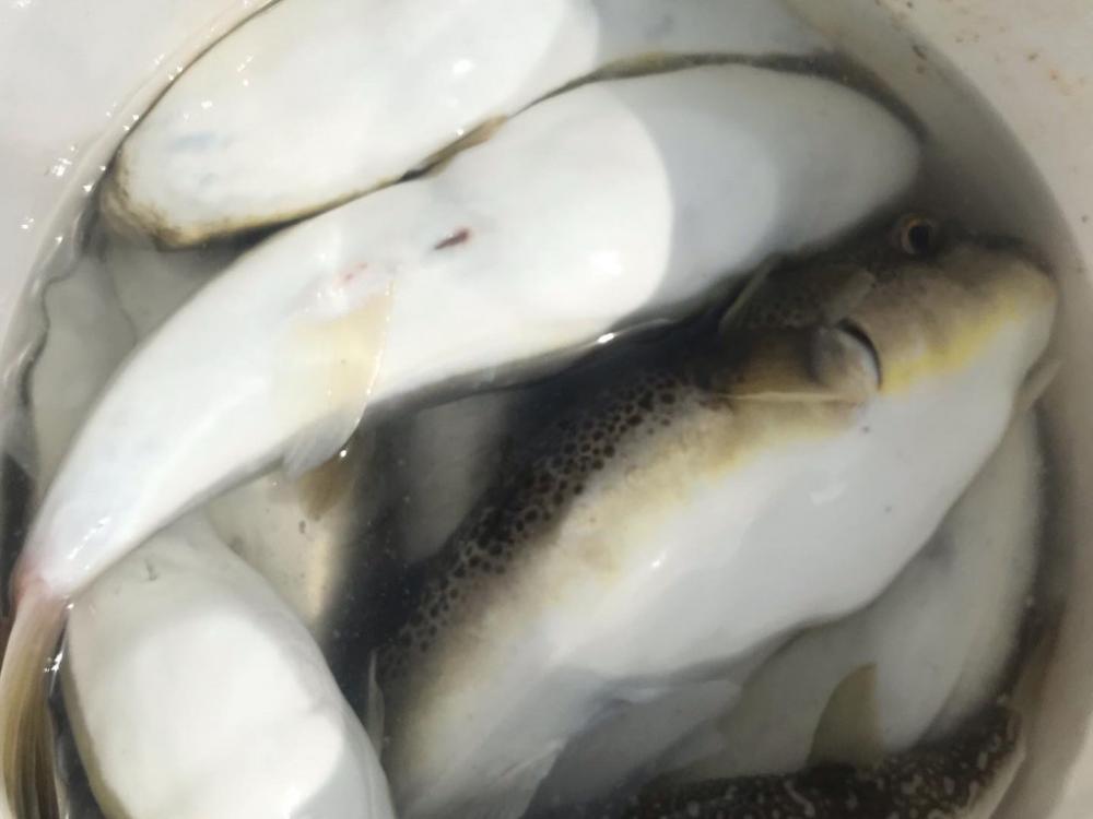 播磨カットウ釣り