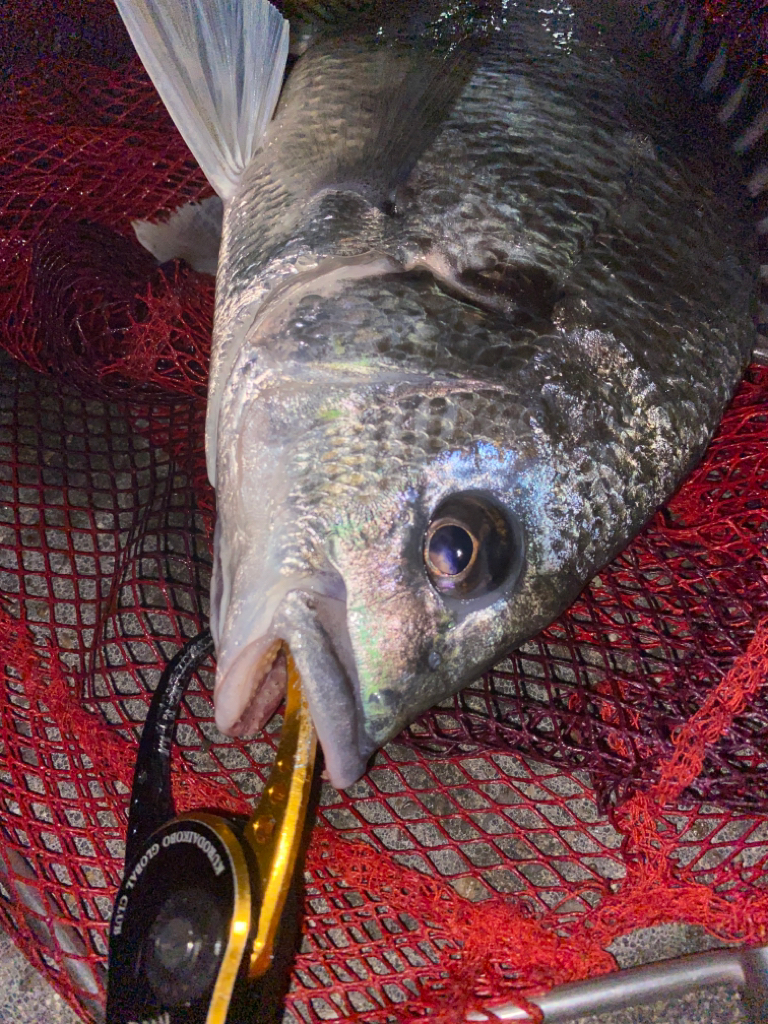 ヘチってきました