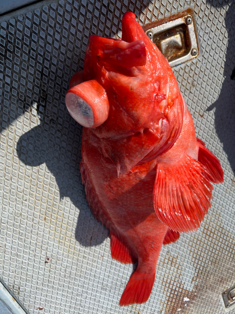 城ヶ島沖、深海五目