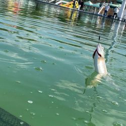 かめプー　WBC決勝見てからエリアトラウト…