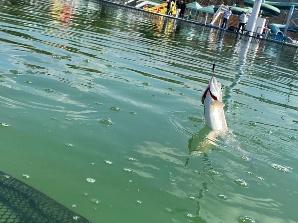 かめプー　WBC決勝見てからエリアトラウト