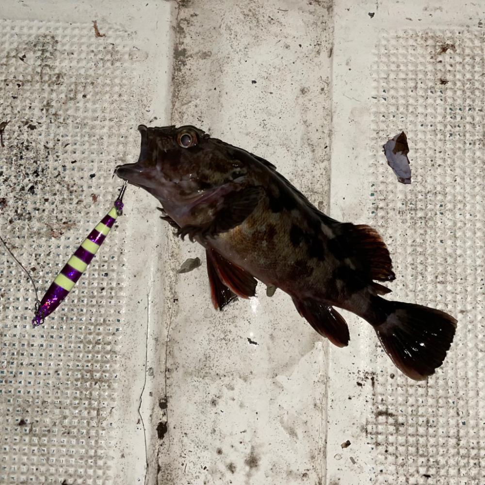 ボートチヌジギング