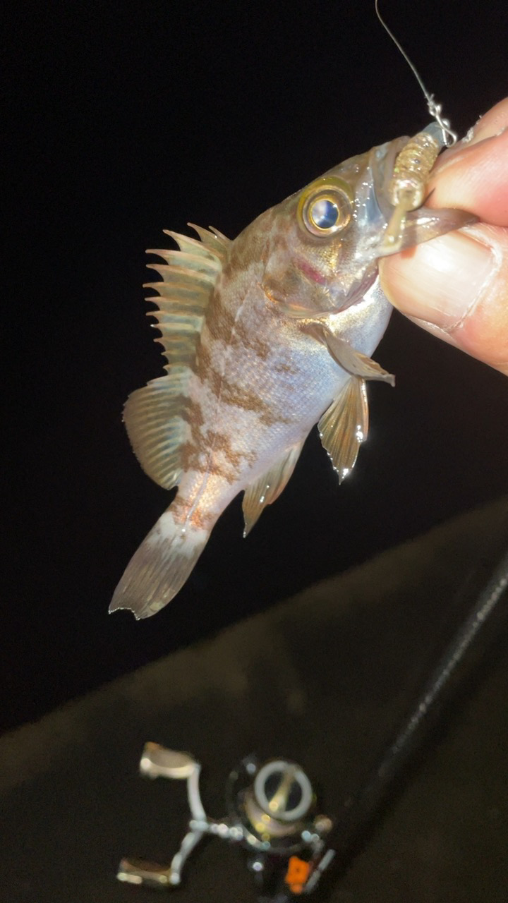 仕事帰りにメバリング♪