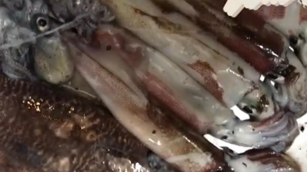 今季初シーズン終わりのヤリイカ釣り!