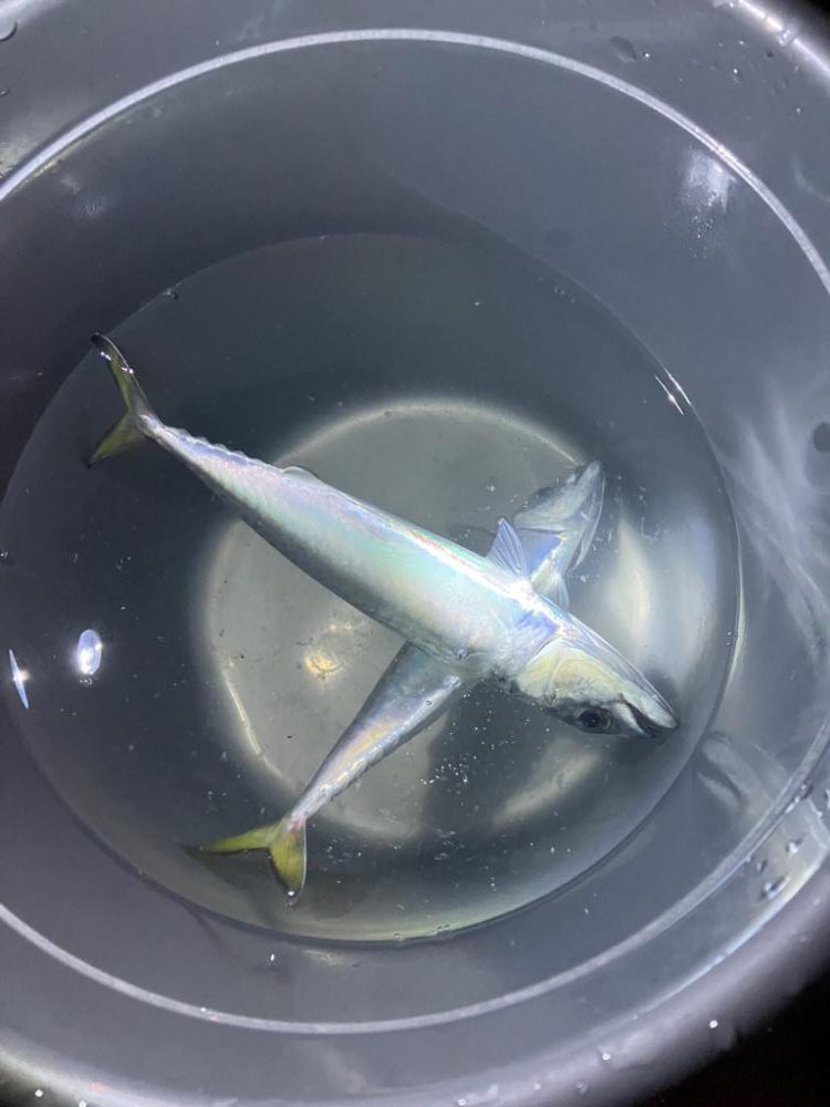 メバル狙い…？