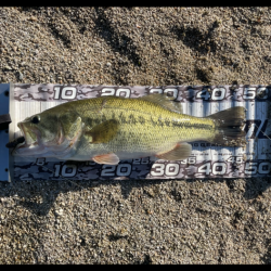 初バス2匹get🐟