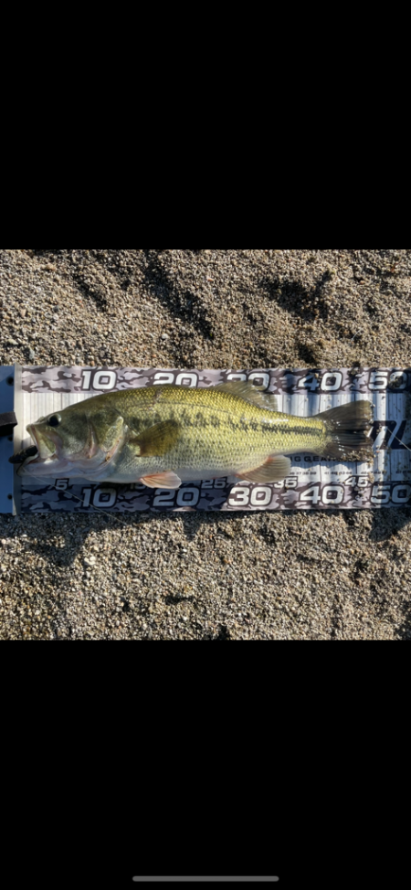 初バス2匹get🐟