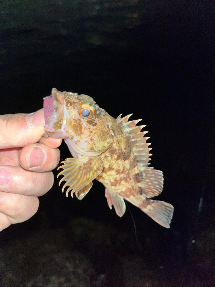 メバルが釣れない