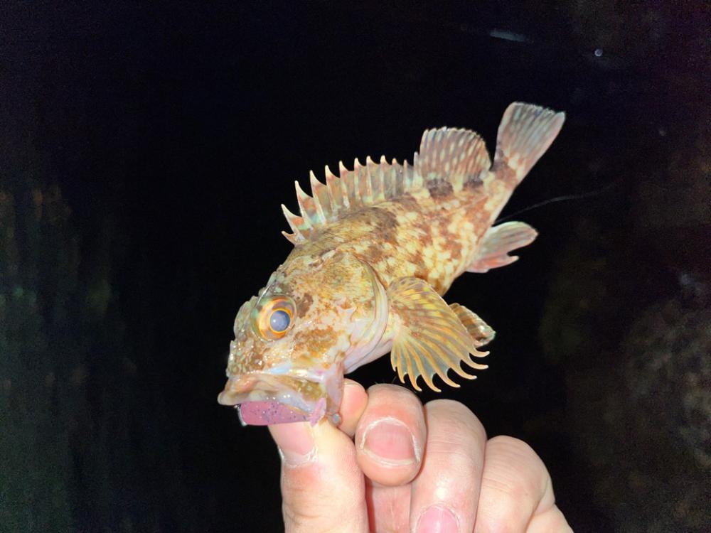 メバルが釣れない