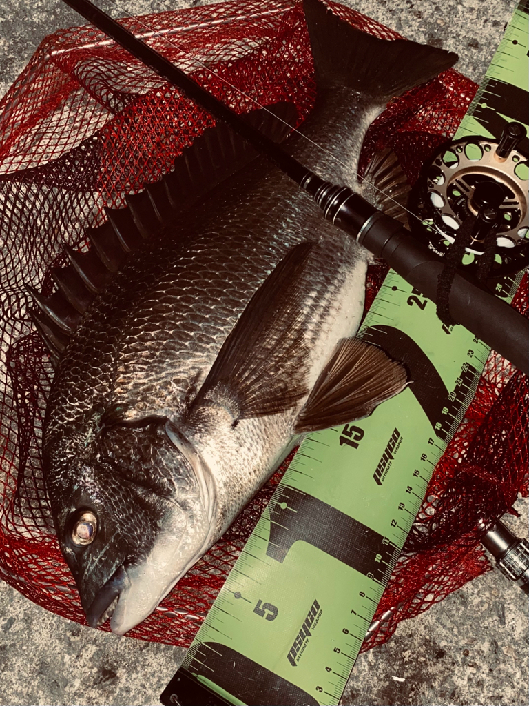 ヘチってきました