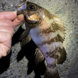 メバリング、やや渋め