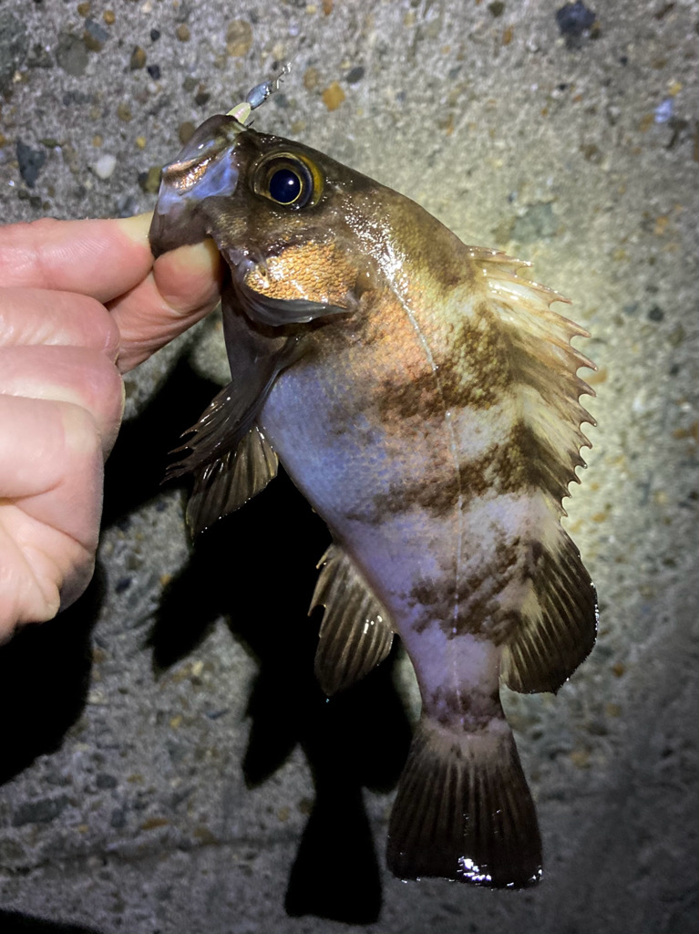 メバリング、やや渋め