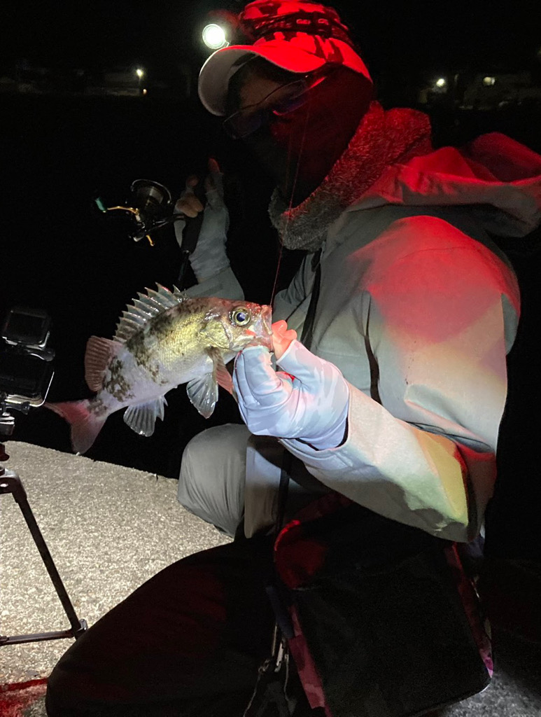 良型メバル連発！！