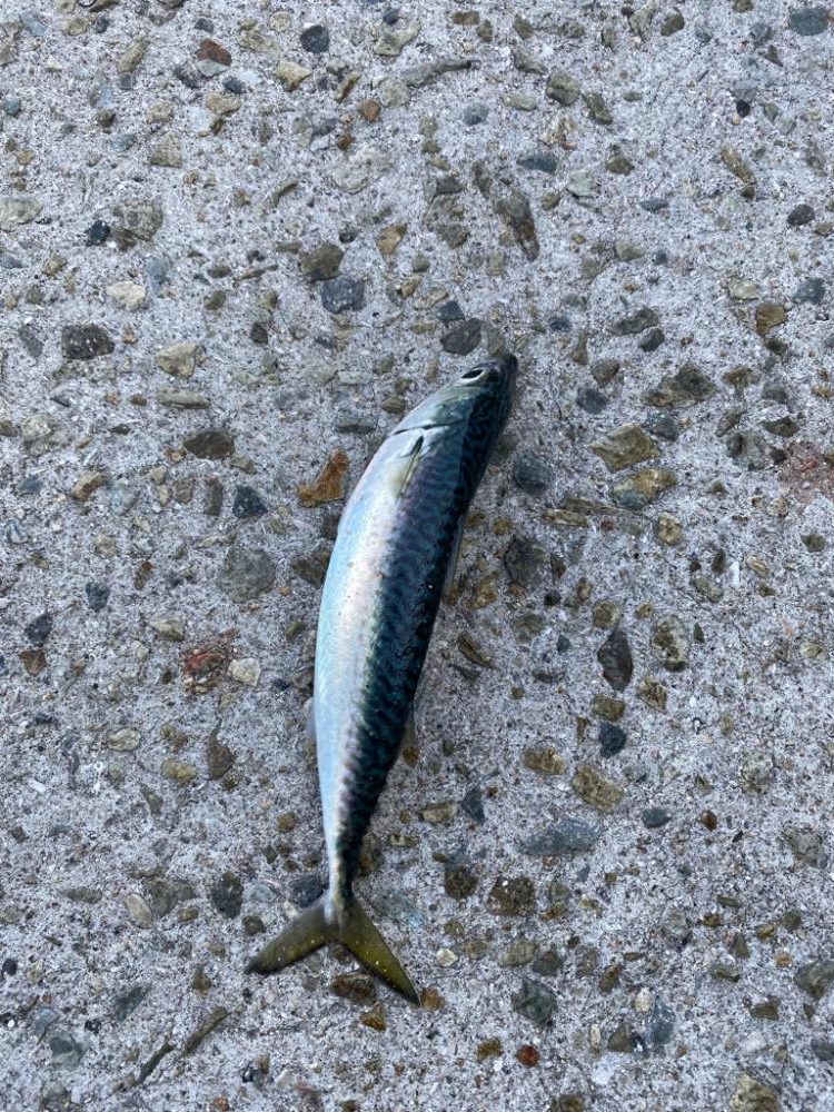 淡路島メバリング2