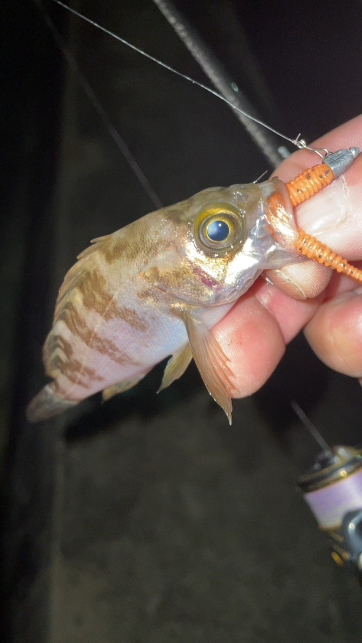 おチヌ様発見！