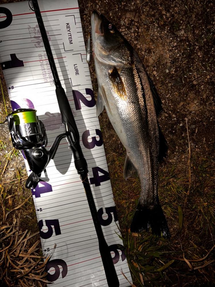 ハクについたシーバス