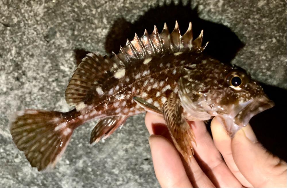 メバル調査で釣果はガッシー