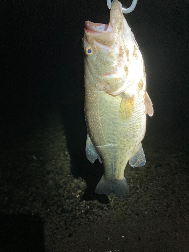 春バス2連発！！