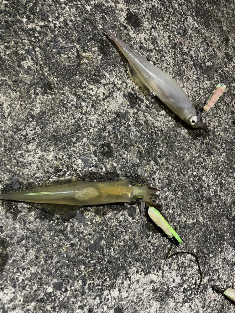 ヤリイカ　テーラー＆エギング