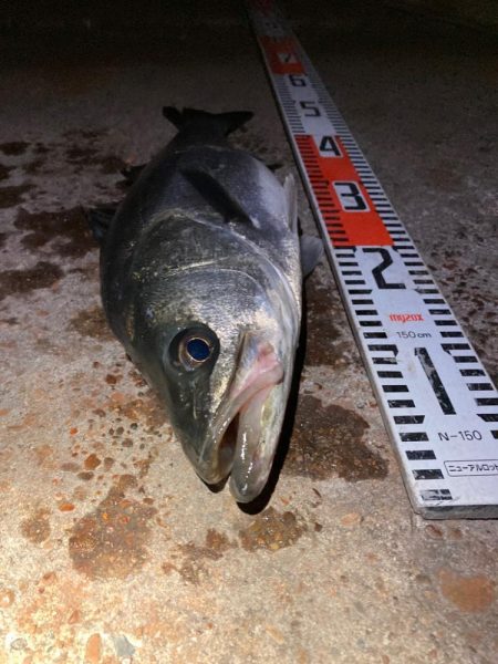 1時間で2キャッチ！