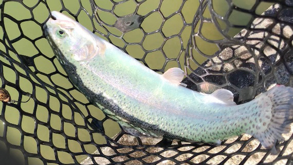 トラウトスレスレ？！