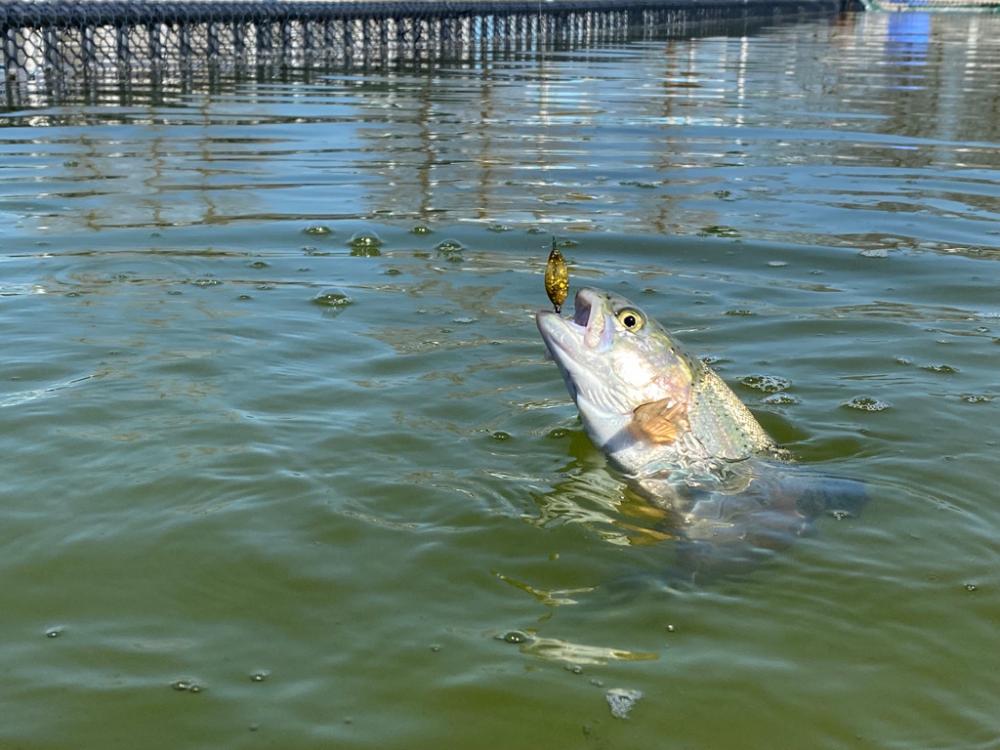 3.1gのティアロで1投1匹　