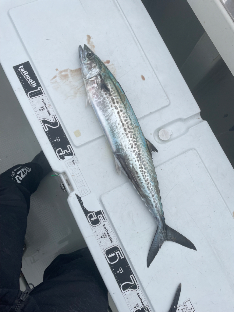 丹後ジギング2日目