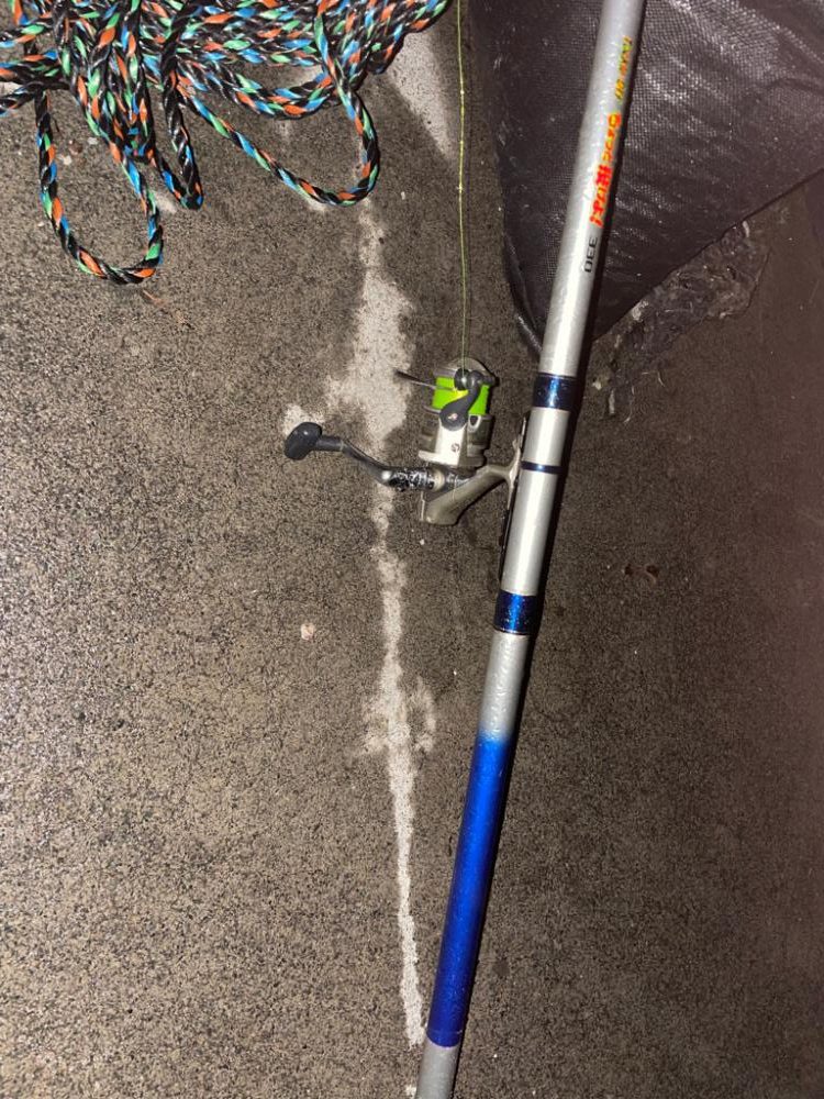 テーラーでヤリイカ