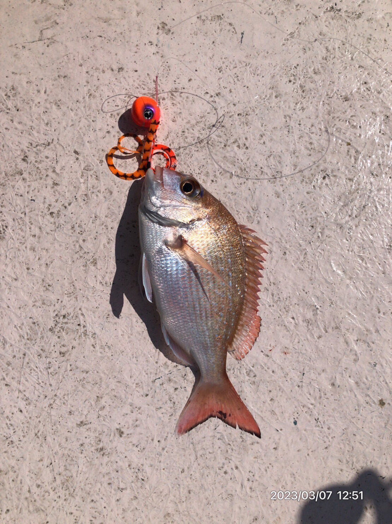 3/7 伊島沖ジギング&タイラバ